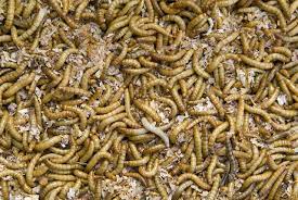how to raise mealworms