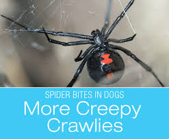 How do you know if you have been bitten by a black widow spider? Spider Bites In Dogs More Creepy Crawlies Black Widow Brown Recluse