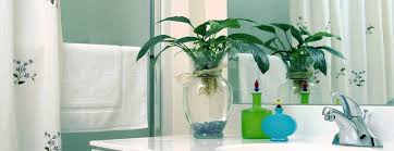 Best Houseplants To Filter Toxins In