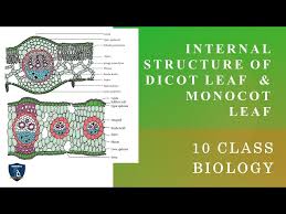 internal structure of dicot leaf