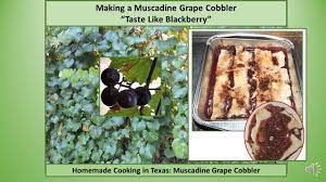 making a muscadine g cobbler you