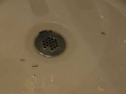 14 sure ways to get rid of drain worms