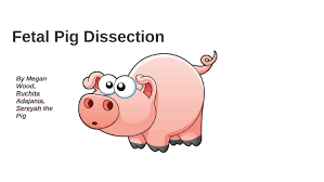 Fetal Pig Dissection By Megan Wood On Prezi