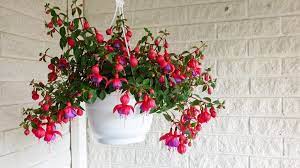 25 Best Flowering Plants For Pots