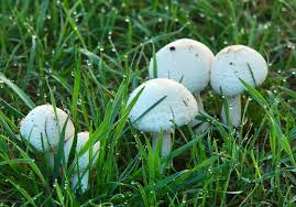 What Do I Do About Mushrooms In My Grass