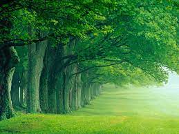 pagelines green trees wallpapers jpg