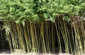 bamboo control home garden