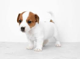 Search for free puppies by breed and country. Free Puppies Near Me Puppies To Good Home Petclassifieds Com