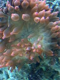 is my anemone dying aquarium advice