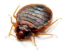 The pest experts at rainbow are highly trained and committed to getting the job done right. Bed Bug Spray And Bed Bug Killer