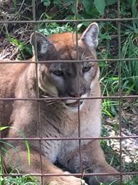 Walk in north straub park in st. Florida Panther Picture Of Big Cat Rescue Tampa Tripadvisor