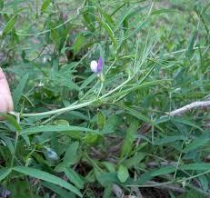 Vicia bithynica Calflora