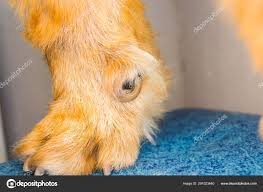 ingrown nail of the dewclaw stock photo