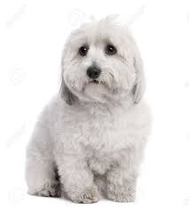 1.5m likes · 1,462 talking about this · 3,894 were here. Coton De Tulear 2 Years Old In Front Of Awhite Background Stock Photo Picture And Royalty Free Image Image 5085409