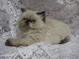 Welcome welcome to kriska siberians, a small tica registered home cattery located in northeast ohio. Hello World Persian Kittens For Sale Himalayan Kitten Persian Cat