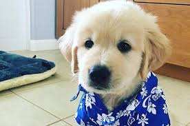 Share your dog and puppies picture with us !! 16 Golden Retrievers That Are So Cute They Ll Make You Scream