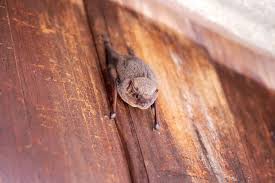 A Bat In Your House