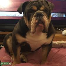 If you need english bulldog stud service take a look here. Stud Dog Triple Tri English Bulldog Lilac And Fawn And Chocolate Breed Your Dog