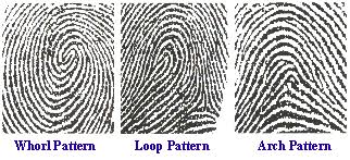 Image result for fingerprints
