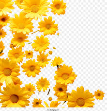 yellow flowers daisies yellow flowers