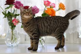 But few people know that many of the most popular varieties of flowers are extremely poisonous to cats. 5 Pet Friendly Flowers Interflora
