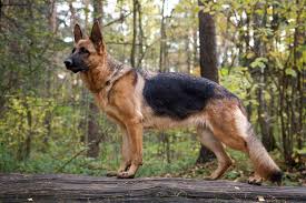 german shepherd dog breed information