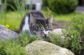 Toxic Plants For Cats Cat Nutrition