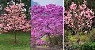 9 Trees With Pink Flowers You Can Grow