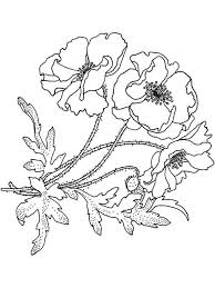 Poppy Flower Drawing At Getdrawings Com Free For Personal Use