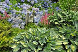 landscaping with hydrangeas and hostas