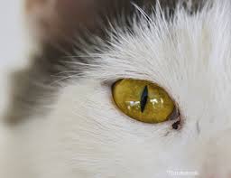 Definition uveitis can be defined as an inflammatory process of the uveal tract. Uveitis In Cats