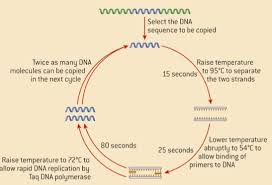 Topic 2 7 Dna Replication Transcription And Translation