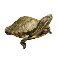 The eastern box turtle, a subspecies of the common box turtle, has a dark brown, hinged eastern box turtle. Red Eared Slider Reptile Snakes Turtles More Petsmart