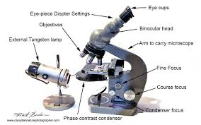 How A Compound Light Microscope Works Pogot