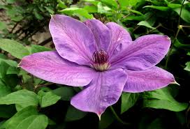 Some great plants for clay soil in full sun or light partial shade are: Clematis Care Tweeters Gardening
