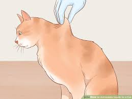 How To Administer Insulin To A Cat With Pictures Wikihow
