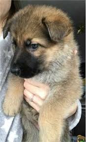 A german shepherd is far, far more than stunning looks and a lively nature, this breed has brains too! All Tan German Shepherd Puppy Off 67 Www Usushimd Com