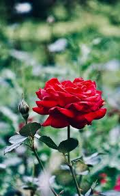 red rose in the garden free stock photo