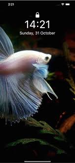 betta fish wallpapers hd on the app