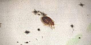 how to know if you have bed bugs 7