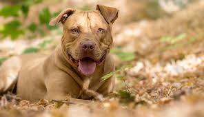 Considered two distinct breeds today, there are some subtle differences between the american pit bull terrier and the american staffordshire terrier. American Staffordshire Bull Terrier Dog Breeds Purina Australia