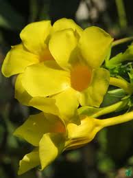 allamanda cathartica yellow