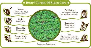 dwarf carpet of stars complete care
