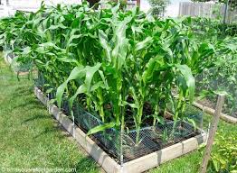 How To Grow Corn Growing Corn Garden