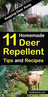 11 brilliant diy ideas for deer repellents