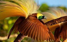Gambar burung hias kicauan tercantik terindah yang ada di indonesia dan dunia terlengkap yang cocok untuk wallpaper dan terbaik. 10 Burung Tercantik Di Dunia Tak Pernah Tergantikan Hingga Sekarang Burung Cantik Gambar Burung Hewan Langka