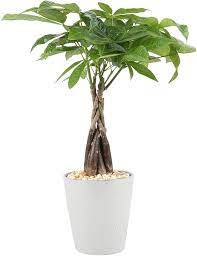 Browse 24 one thousand dollar bill stock photos and images available, or search for cash or one hundred dollar bill to find more great stock photos and pictures. Amazon Com Costa Farms Money Tree Pachira Medium Ships In Premium Ceramic Planter 16 Inches Tall Gift Garden Outdoor