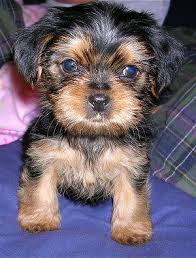 72 Best My Obession With Shorkies Images Shorkie Puppies