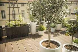 3 Trees You Can Easily Grow In A Pot