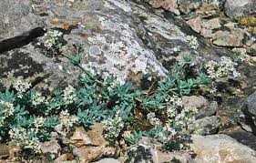 Galium glaucophyllum, flora di Sardegna
